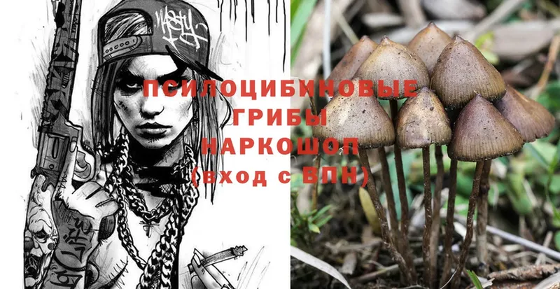 Псилоцибиновые грибы Psilocybe  наркошоп  Наволоки 